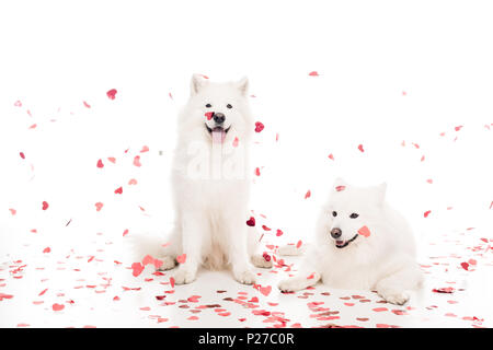 Due samoiedo cani sotto la caduta a forma di cuore sulla confetti bianchi, il giorno di san valentino concetto Foto Stock
