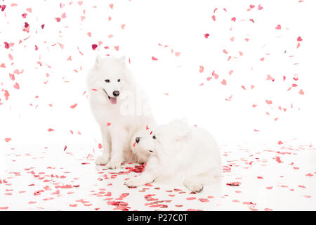 Due samoiedo cani sotto la caduta a forma di cuore sulla confetti bianchi, il giorno di san valentino concetto Foto Stock