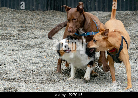 Cani durante il combattimento per il divertimento e per la riproduzione Foto Stock