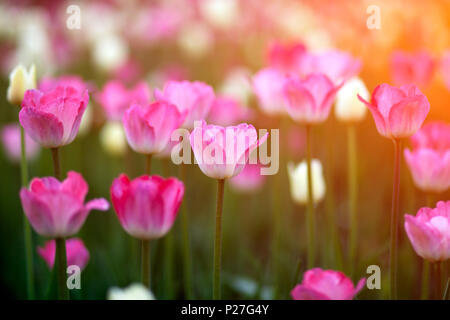 Close-up di un campo di rosa e tulipani di abete rosso su alti steli verdi in una città aiuola sotto un brillante sole estivo Foto Stock