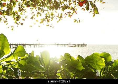 Golden alba di Palm Cove lontano Nord Queensland. Palm Cove molo vicino a Cairns. Inizio della gara ironman evento. Turismo estremo NORD QLD. Foto Stock