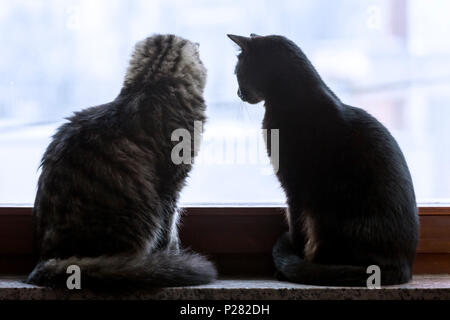 Due gatti seduti su una finestra Foto Stock