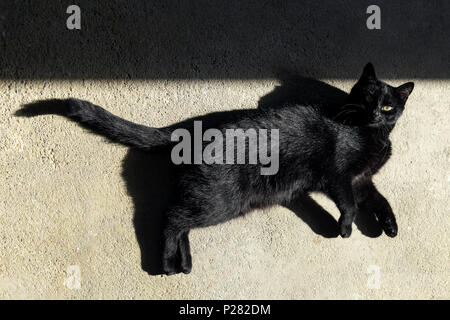 Gatto nero per i bagni di sole su un pavimento con ombre Foto Stock