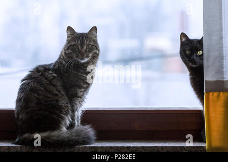 Due gatti seduti su una finestra Foto Stock