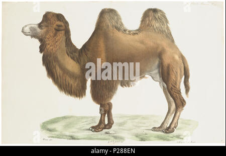 UBA01 IZ21600050-y, 29-05-09, 11:59, 8C, 7776x10512 (108+36), 100%%%%, Tooncurve11030, 1/40 s, R56.9, G30.7, B37.0 48 Camelus bactrianus - 1700-1880 - Stampa - Iconographia Zoologica - Collezioni Speciali Università di Amsterdam - UBA01 IZ21600039 Foto Stock