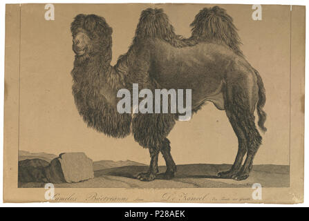 UBA01 IZ21600040-y, 28-05-09, 16:27, 8C, 7786x10516 (109+39), 100%%%%, Tooncurve11030, 1/40 s, R56.9, G30.7, B37.0 48 Camelus bactrianus - 1700-1880 - Stampa - Iconographia Zoologica - Collezioni Speciali Università di Amsterdam - UBA01 IZ21600042a Foto Stock