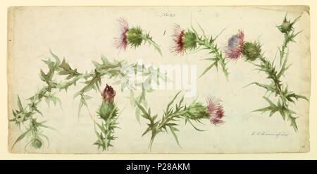 . Inglese: Disegno, sei studi di cardi, nei primi anni del XX secolo . Inglese: sei studi di cardi blooming dipinta in viola e verde acquerello . inizio xx secolo 107 Disegno, sei studi di cardi, nei primi anni del XX secolo (CH) 18345085-2 Foto Stock