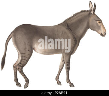 . Equus taeniopus . tra il 1700 e il 1880 UBA01 IZ21700022-y, 16-06-09, 11:29, 8C, 7246x9342 (74+96), 100%%%%, 15 06 2009 Cur, 1/50 s, R54.0, G26.2, B35.5 118 Equus taeniopus - 1700-1880 - Stampa - Iconographia Zoologica - Collezioni Speciali Università di Amsterdam - ritagliato Foto Stock