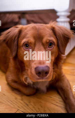 Bello il golden retriever mutt rilassata sul disco pianale in legno Foto Stock