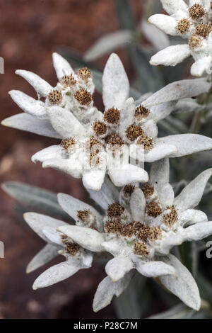 Edelweiss, Leontopodium nivale Foto Stock
