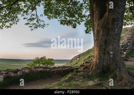 Lo straordinario paesaggio immagine del platano interstizio in corrispondenza del vallo di Adriano in Northumberland al tramonto con fantastiche tarda primavera luce Foto Stock