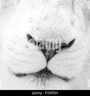 Incredibile ritratto intimo di bianco Barberia Atlas Lion Panthera Leo in chiave di alta in bianco e nero Foto Stock