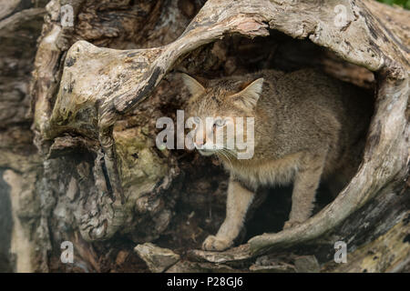 Una bella immagine della giungla cat Felis Chaus in scavata tronco di albero Foto Stock