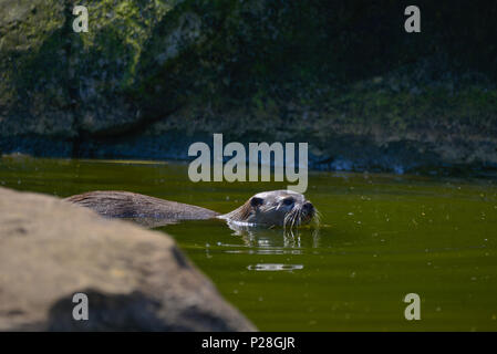 Più piccolo al mondo lontra, Asian Small artigliato Otter Aonyx Cinerus sulle rocce in presenza di luce solare Foto Stock