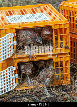 Sette settimane di età i pulcini di fagiano, spesso noto come fagiano poults, essendo rilasciato in un guardiacaccia della penna di rilascio dalle gabbie utilizzati per il loro trasporto dal gioco farm Foto Stock