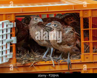 Sette settimane di età i pulcini di fagiano, spesso noto come fagiano poults, essendo rilasciato in un guardiacaccia della penna di rilascio dalle gabbie utilizzati per il loro trasporto dal gioco farm Foto Stock