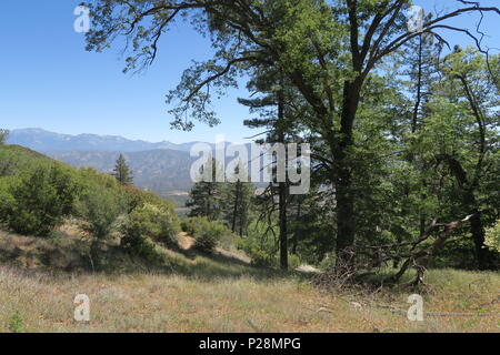 Escursionismo aree boschive con prati, alberi e lupini nel Parco di coniglio in Azusa, California e Cahuilla Mountain Trail in San Bernardino Mountains. Foto Stock