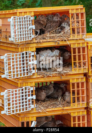 Sette settimane di età i pulcini di fagiano, spesso noto come fagiano poults, essendo rilasciato in un guardiacaccia della penna di rilascio dalle gabbie utilizzati per il loro trasporto dal gioco farm Foto Stock