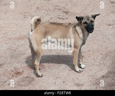 Thai Ridgeback dog (Canis) razza mista colore wheaten permanente sulla strada concreta e guardando in alto, Isaan, Thailandia Foto Stock