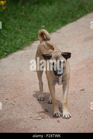 Thai Ridgeback dog (Canis) razza mista colore wheaten, Isaan, Thailandia Foto Stock