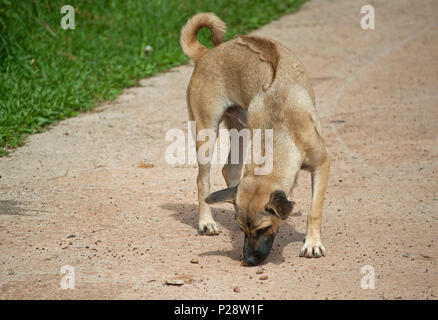 Thai Ridgeback dog (Canis) lo sniffing non identificato qualcosa sul terreno Foto Stock