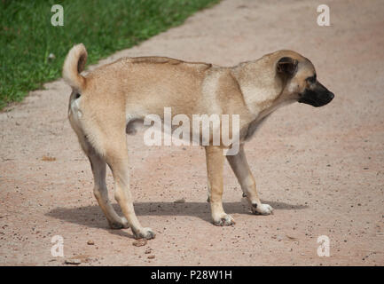 Thai Ridgeback cane maschio (Canis) razza mista di colore marrone visto dal lato e rivolto verso destra Foto Stock