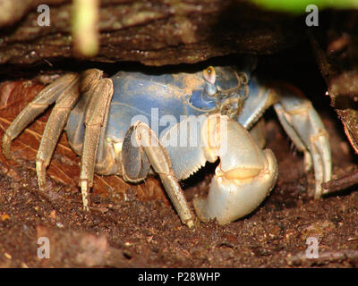 Un primo piano colpo di un granchio blu (sapidus) nasconde sotto una roccia