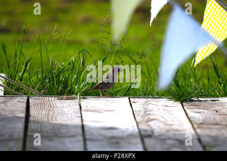 Passero femmina godendo il pranzo sul decking Foto Stock