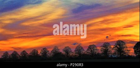 Prese durante l'ora d'oro, questo catturato alcuni molto rari colorazione sky infatti al di sopra della silhouette di un viale alberato. Foto Stock