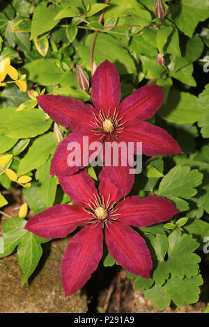 Due rosso / viola la clematide fiori contro uno sfondo di foglie in un giardino del Regno Unito. Foto Stock