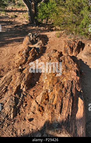 Rocce a Escalante foresta pietrificata del Parco Statale di Altopiano del Colorado, Utah, Stati Uniti d'America Foto Stock