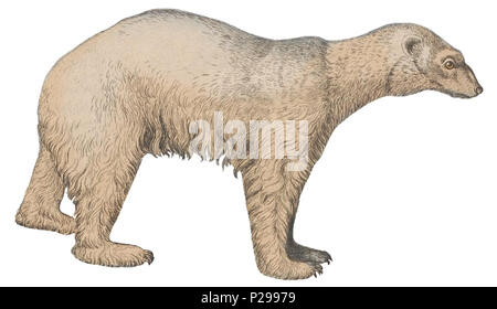 . Orso polare . tra il 1700 e il 1880. Iconographia Zoologica 178 Lossy-page1-2518px-Ursus maritimus - 1700-1880 - Stampa - Iconographia Zoologica - Collezioni Speciali Università di Amsterdam - (sfondo bianco) Foto Stock