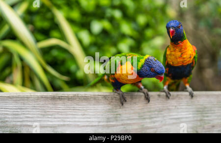 Due pappagallo colorato Rainbow chiamato parrocchetti, seduto sulla cima di un banco in un zoo Foto Stock