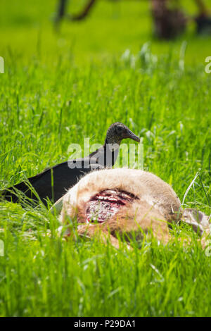 American avvoltoio nero assaporerete morto carcassa di cervo in estate erba Foto Stock