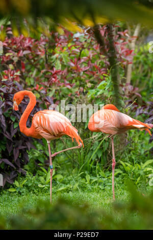 Di un bel colore rosa fenicottero dei Caraibi guadare in un'erba in un giardino zoologico Foto Stock