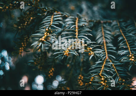 Close-up del ramo di taxus baccata con piccoli frutti e un bokeh di luce naturale sullo sfondo Foto Stock