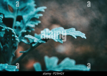 Close-up di grigio bluastro foglie di senecio cineraria in natura Foto Stock