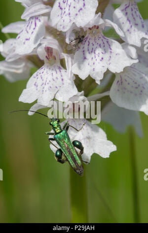 Gonfia-thighed beetle (Oedemera nobilis) su un Orchidea macchiata (Dactylorhiza maculate) Foto Stock