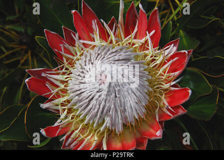 Questo meraviglioso re Protea è stato fotografato vicino a Città del Capo, Sud Africa Foto Stock