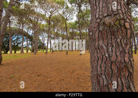 Il boschetto di pini in Centennial Park Sydney piantati con trasporto marittimo o cluster di pini (Pinus pinaster) un problematico specie invasive in alcuni paesi Foto Stock