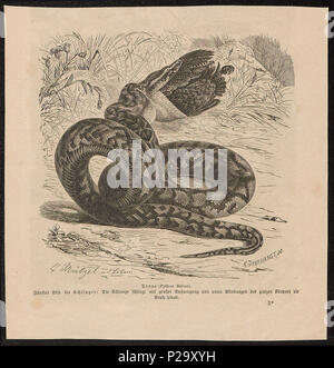 . Python sebae . tra il 1700 e il 1880 274 Python sebae - 1700-1880 - Stampa - Iconographia Zoologica - Collezioni Speciali Università di Amsterdam - UBA01 IZ11800209 Foto Stock