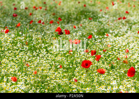 Papavero rosso su un prato con un sacco di margherite bianco o camomilla e fiordaliso nella luce del sole dorato, abbondanza di fiori selvatici sfondo con copia spazio, se Foto Stock