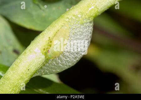 Comune (Froghopper Philaenus spumarius) larva/ninfa, REGNO UNITO Foto Stock