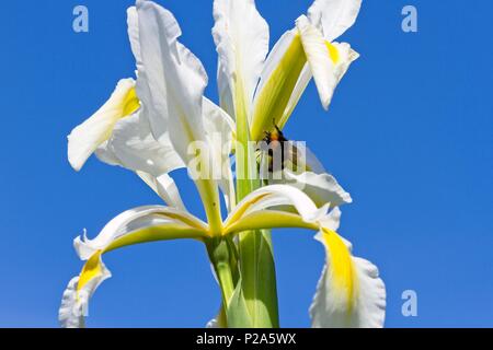 Iride Bianco fiore contro un cielo blu, REGNO UNITO Foto Stock