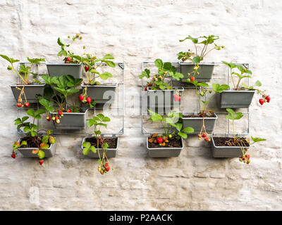 Righe di piantine di fragole in un giardino verticale appeso a una parete in un piccolo patio Foto Stock