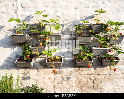 Filari di piante di fragola con mature e frutti immaturi in un giardino verticale appeso a una parete in un piccolo patio Foto Stock