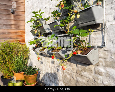 Filari di piante di fragola con mature e frutti immaturi in un giardino verticale appeso a una parete in un piccolo patio Foto Stock