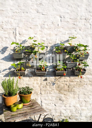 Filari di piante di fragola con mature e frutti immaturi in un giardino verticale appeso a una parete in un piccolo patio Foto Stock