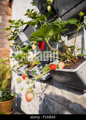 Mature e frutti immaturi fragole appesi da filari di piante di fragola in un giardino verticale su una parete di sole in un piccolo patio Foto Stock