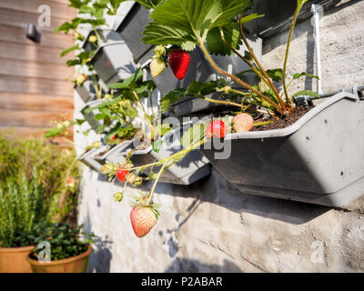 Mature e frutti immaturi fragole appesi da filari di piante di fragola in un giardino verticale su una parete di sole in un piccolo patio Foto Stock